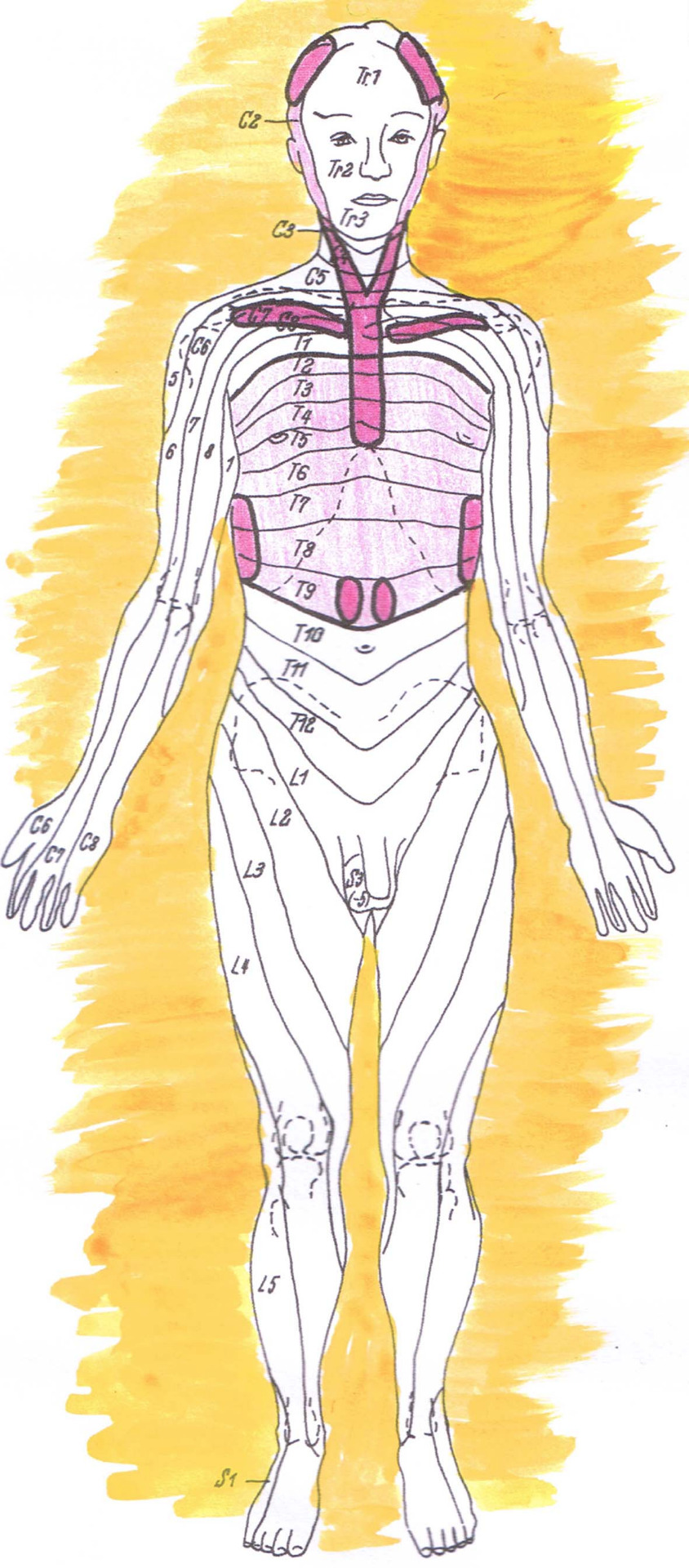 Behandlungszonen Segmenttherapie